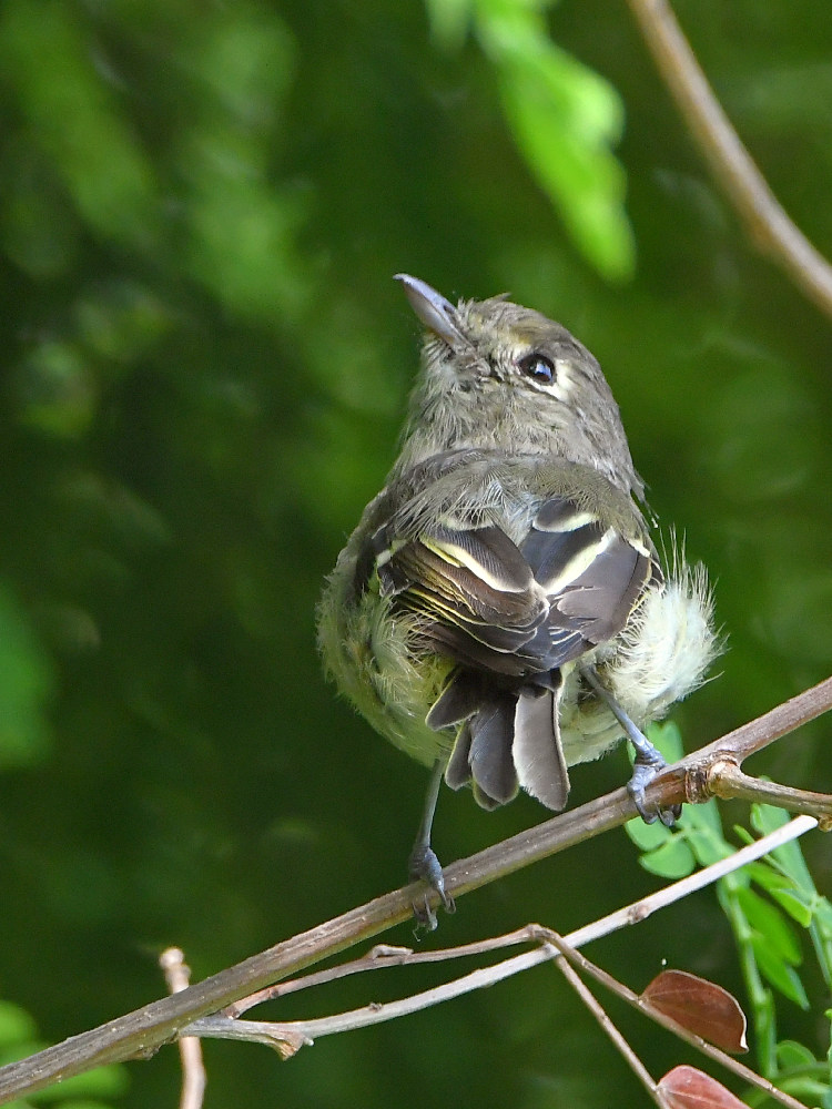 Kinglet3.jpg