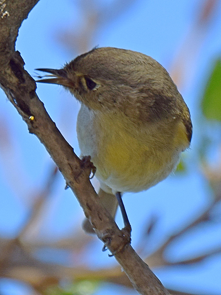 Kinglet4.jpg