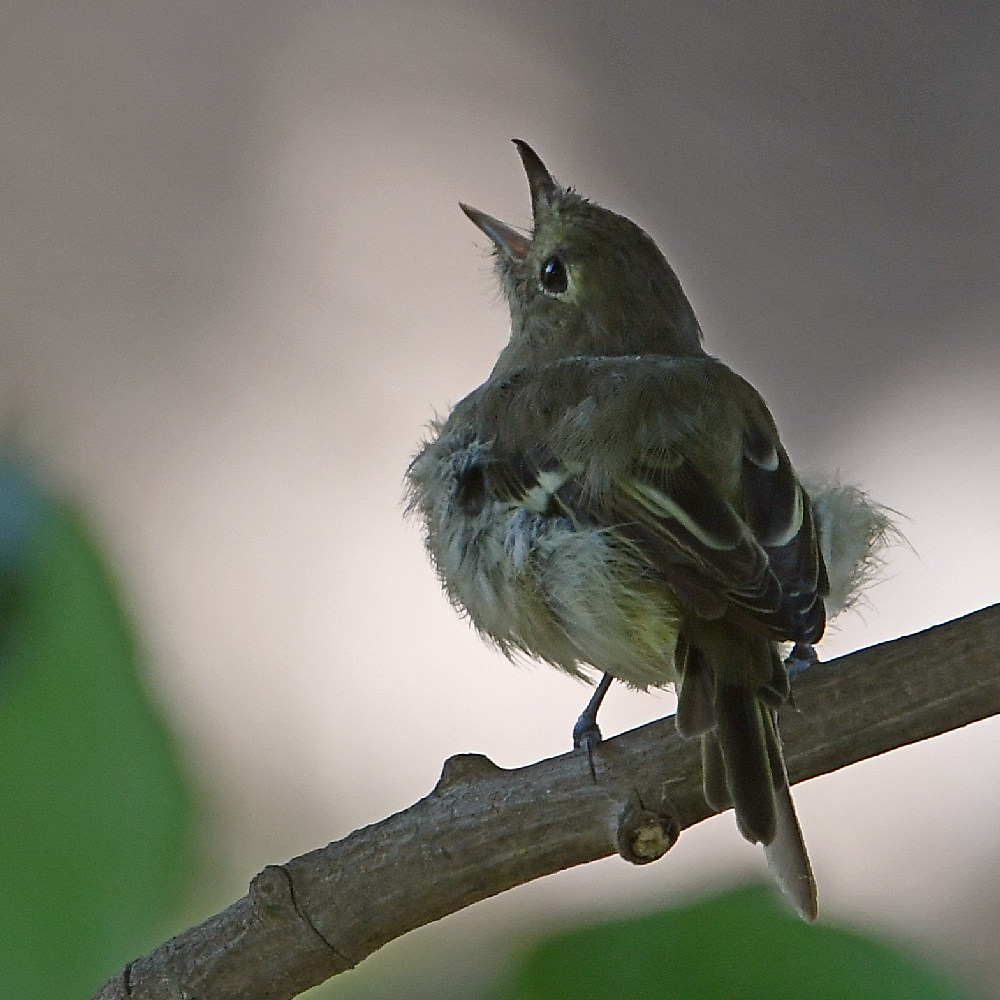 Kinglet4.jpg