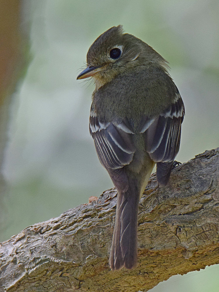 Kinglet4_2015_06_08.jpg
