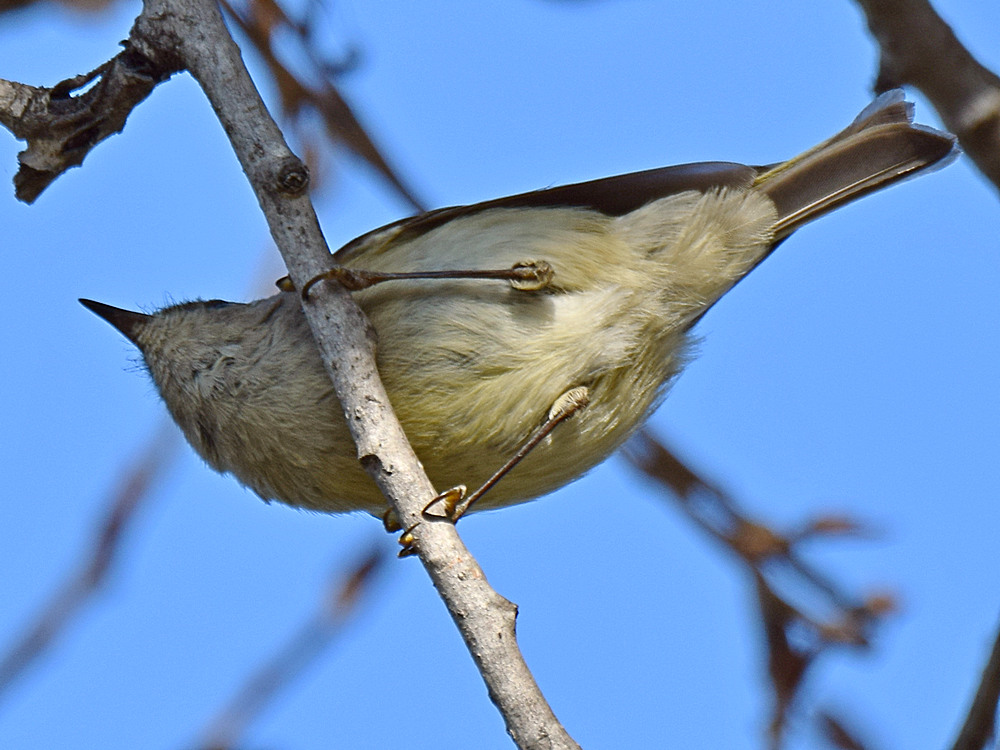 Kinglet5.jpg