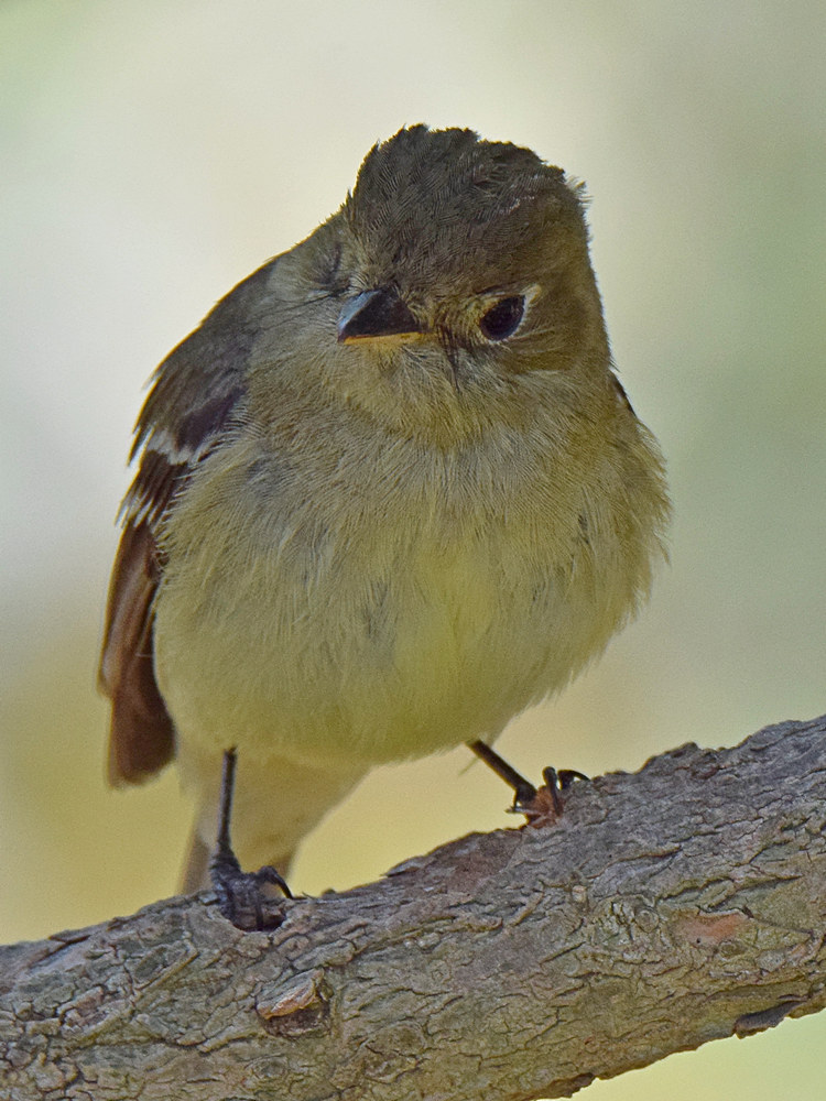 Kinglet5.jpg