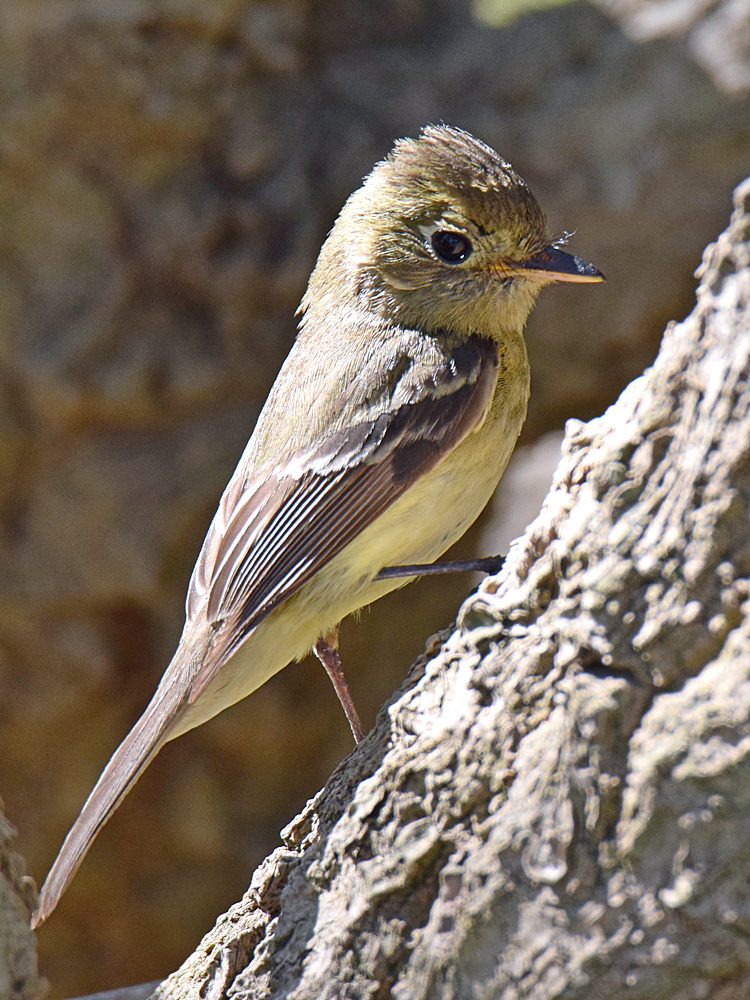 Kinglet_2015_06_08.jpg