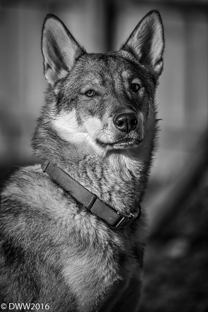 Kira BW (1 of 1).jpg