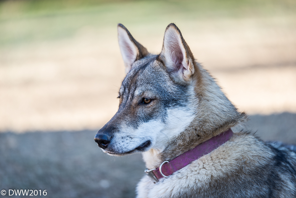 Kira xD (1 of 1).jpg