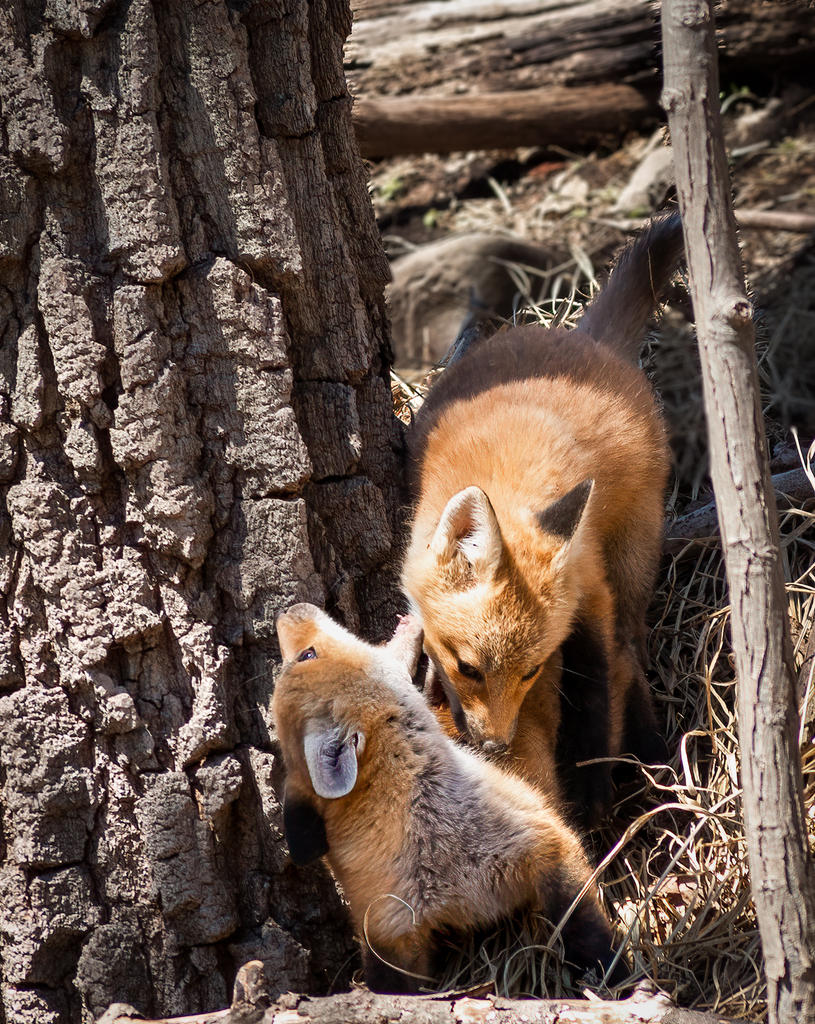 Kit Pounces 2! (1 of 1).jpg