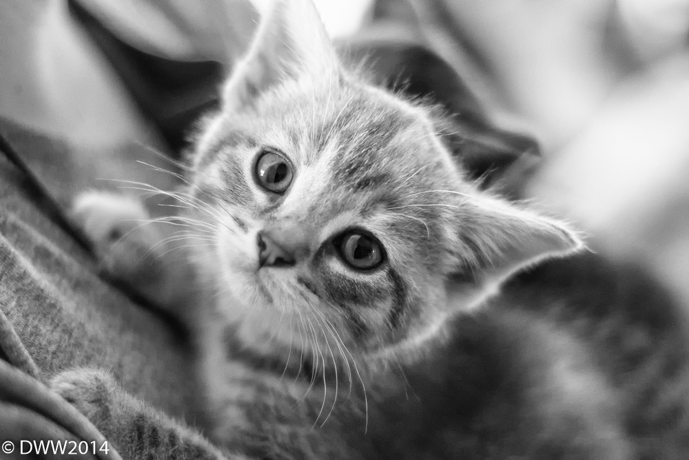 Kitten (1 of 1).jpg