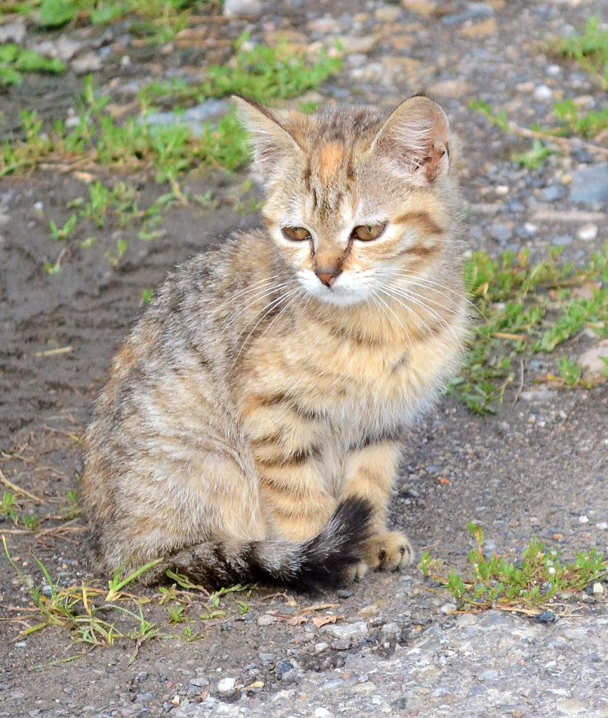 Kitten.jpg