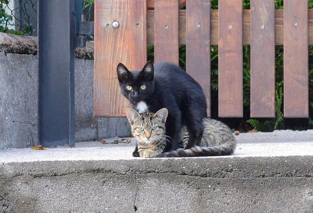 Kittens.jpg