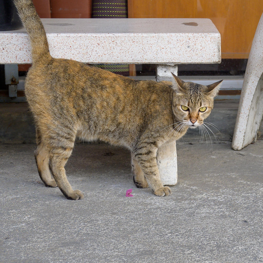 kitty-1.jpg