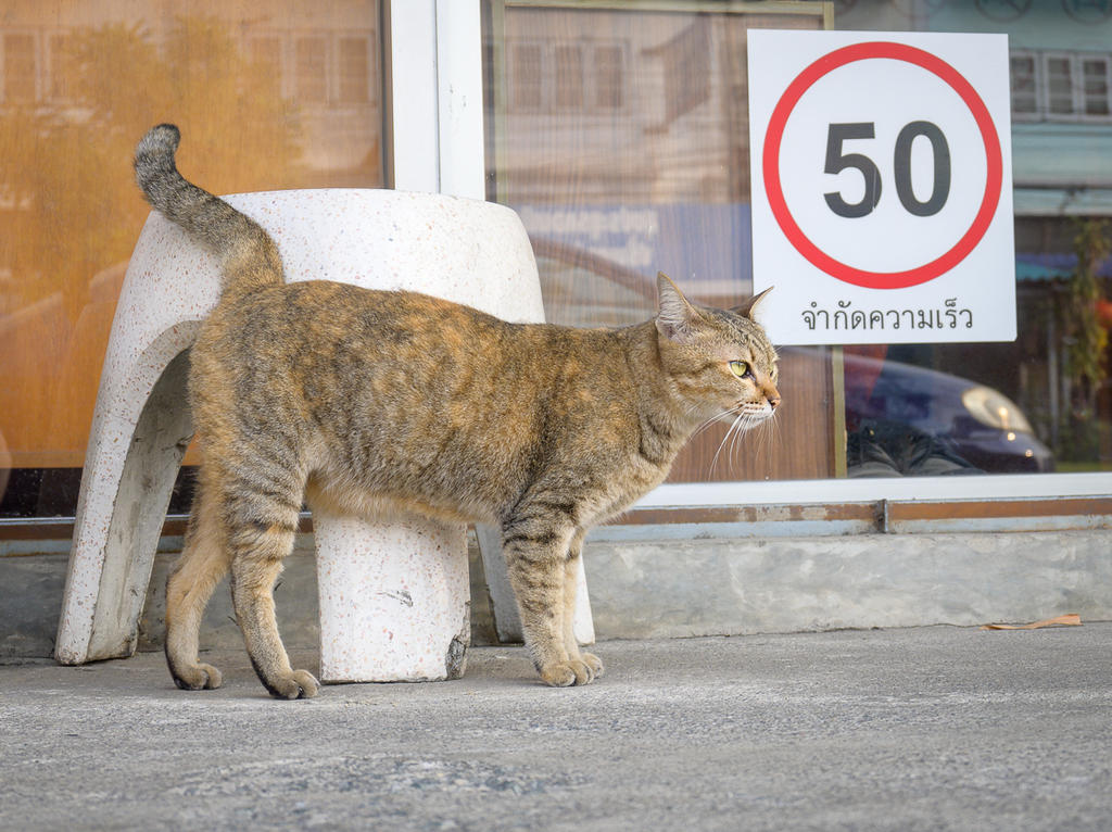 kitty-2.jpg