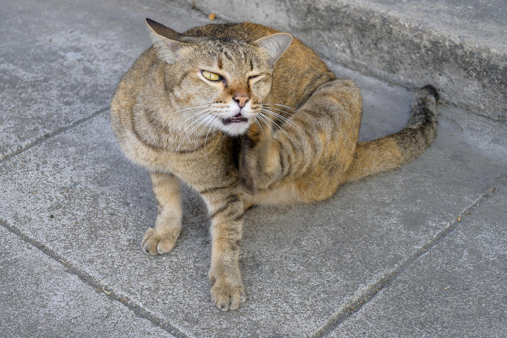 kitty-3.jpg
