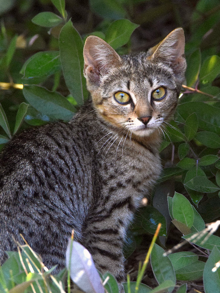 Kitty.jpg