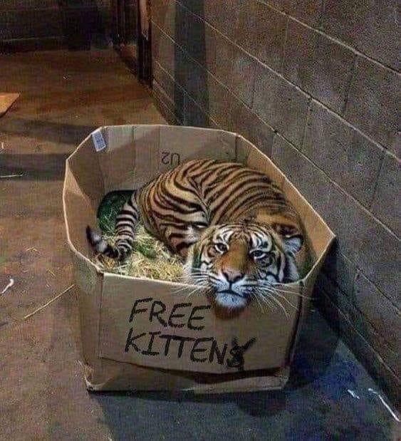 kitty.jpg