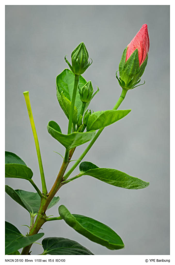 knospe-1-FrameShop_1.jpg