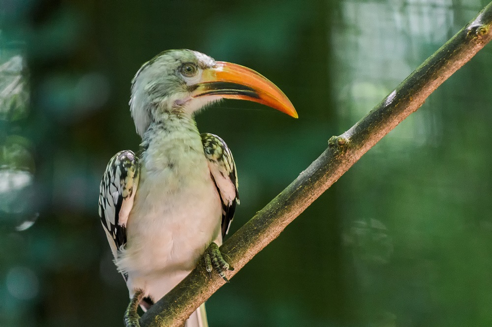 Knoxville Zoo--3.jpg