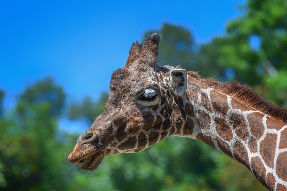 Knoxville Zoo--6.jpg