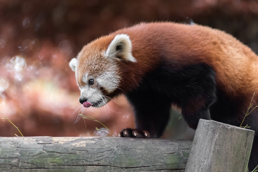 Knoxville Zoo-.jpg