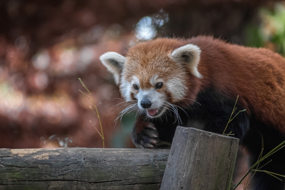 Knoxville Zoo.jpg