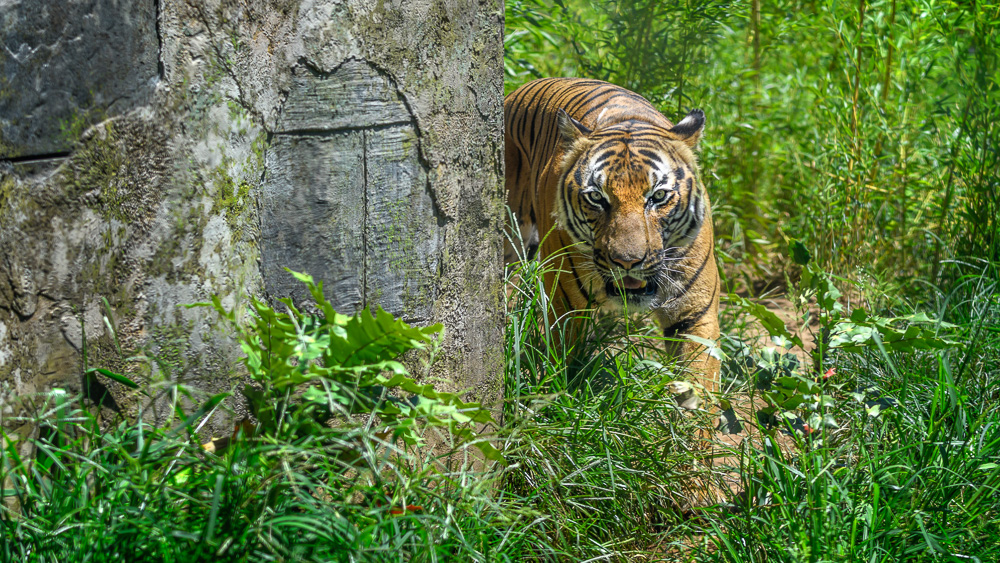 Knoxville Zoo-.jpg