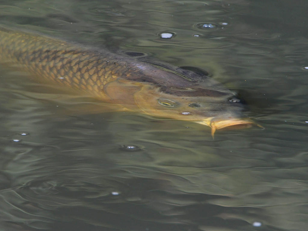 Koi2.jpg