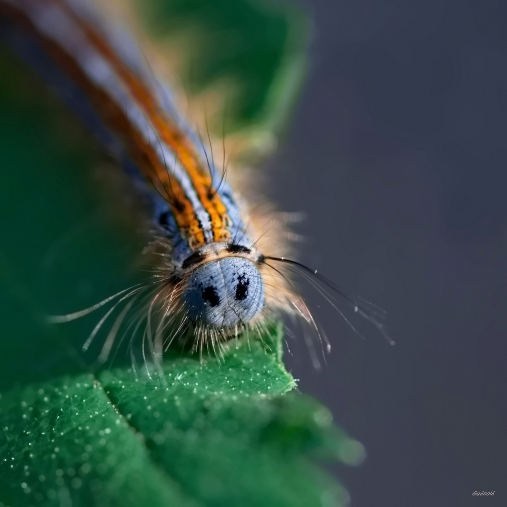 La chenille 1_DxO 1000 .jpg