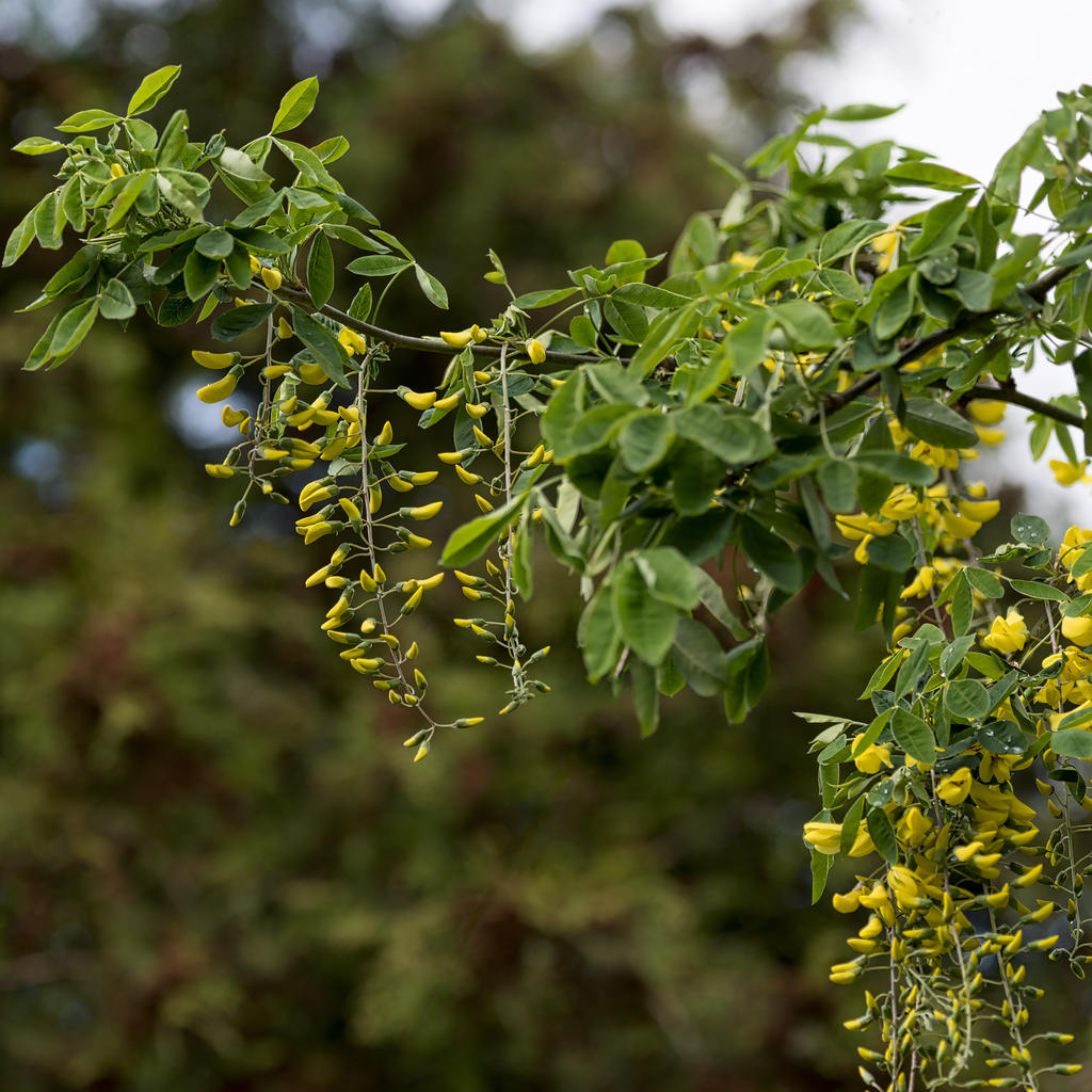 Laburnum.jpg