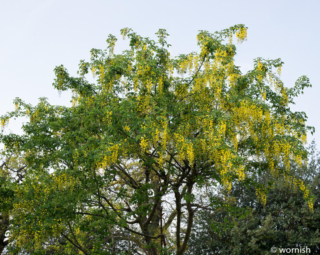 laburnum.jpg