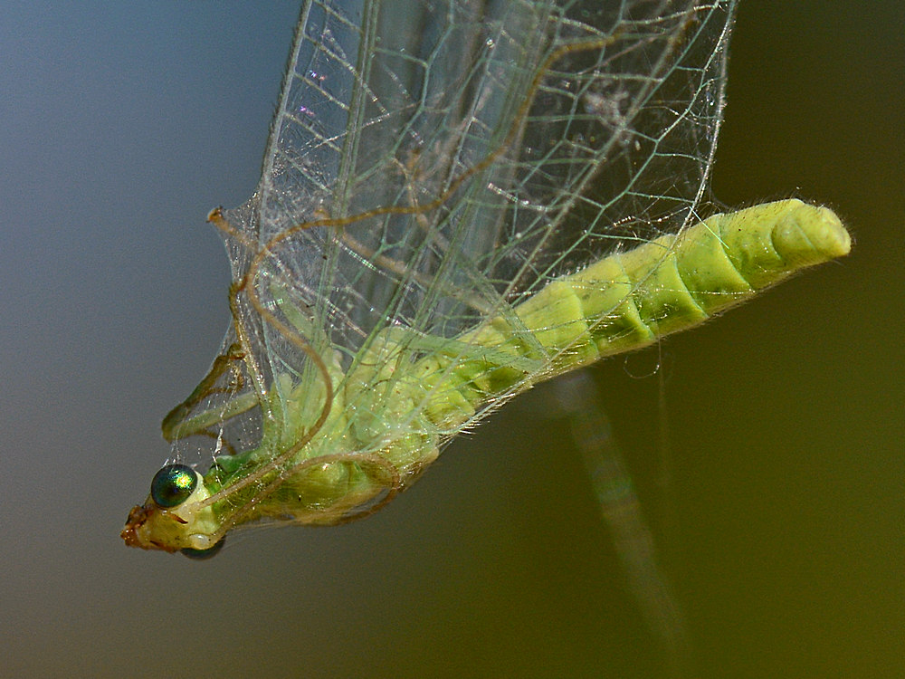 Lacewing.jpg