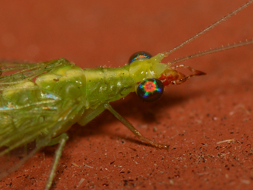 Lacewing.jpg