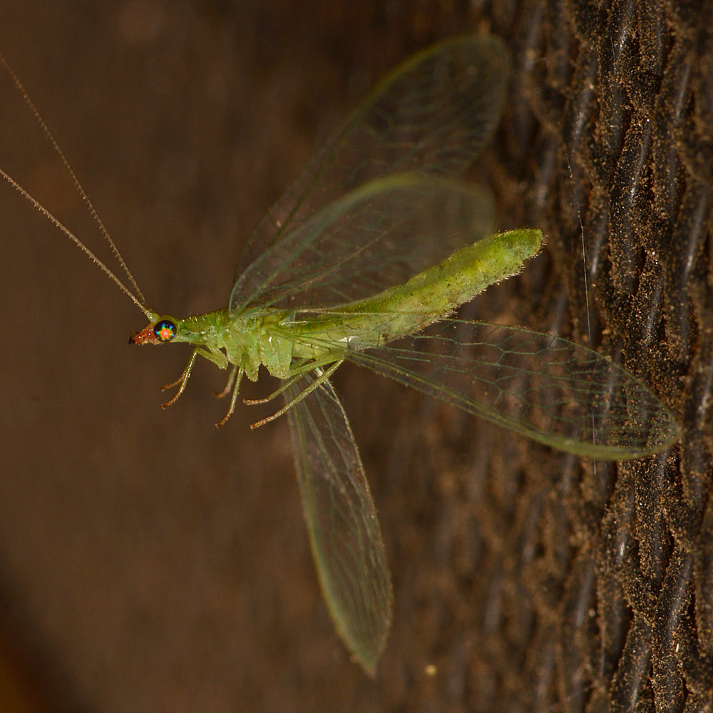 Lacewing.jpg