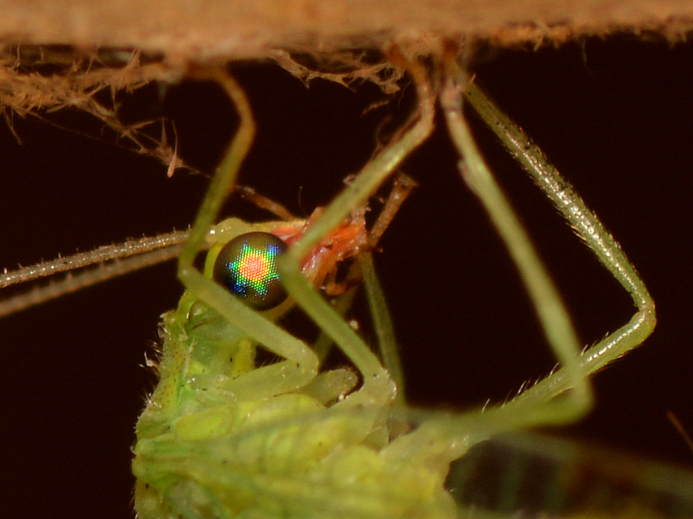 Lacewing.jpg