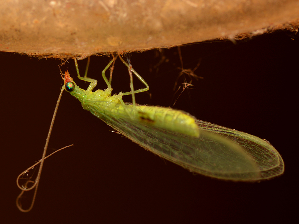 Lacewing2.jpg