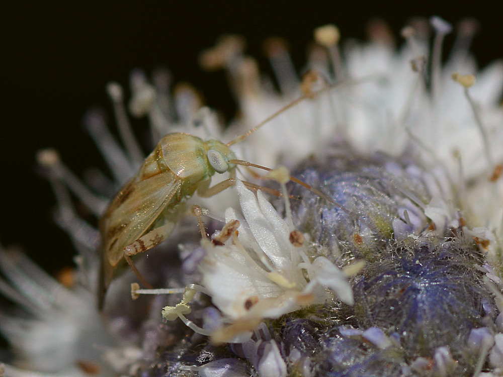 Lacewing2.jpg