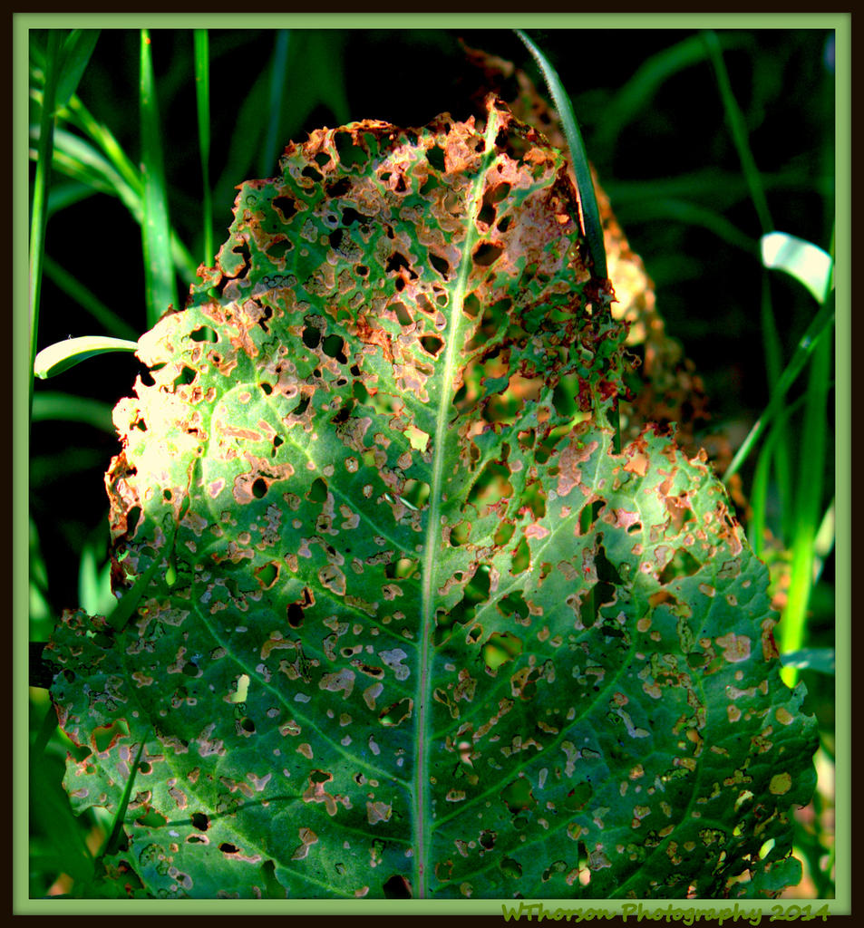 Lacey Leaf.jpg
