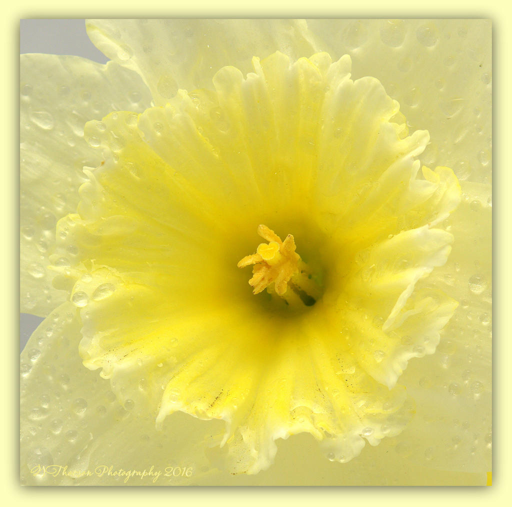 Lacy Daffodil 4-6-2016.jpg
