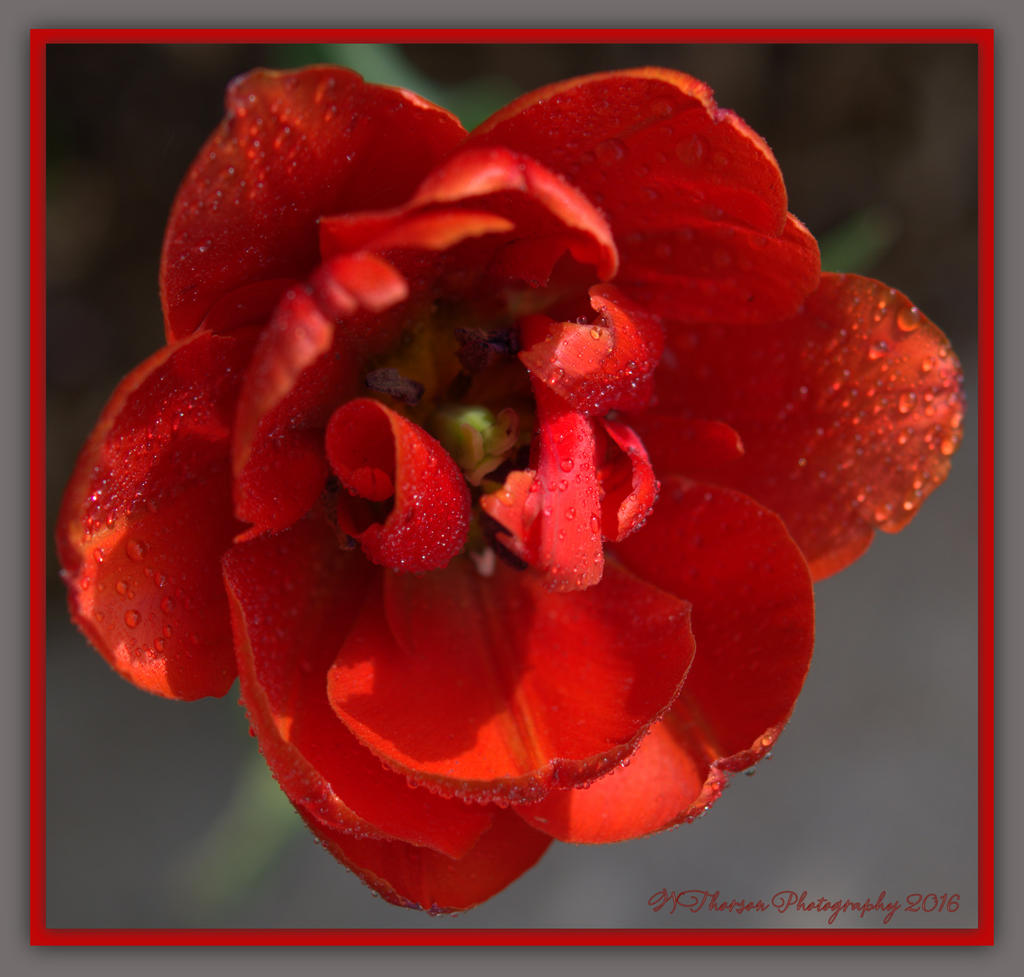 Lacy Red Tulip 4-22-2016.jpg
