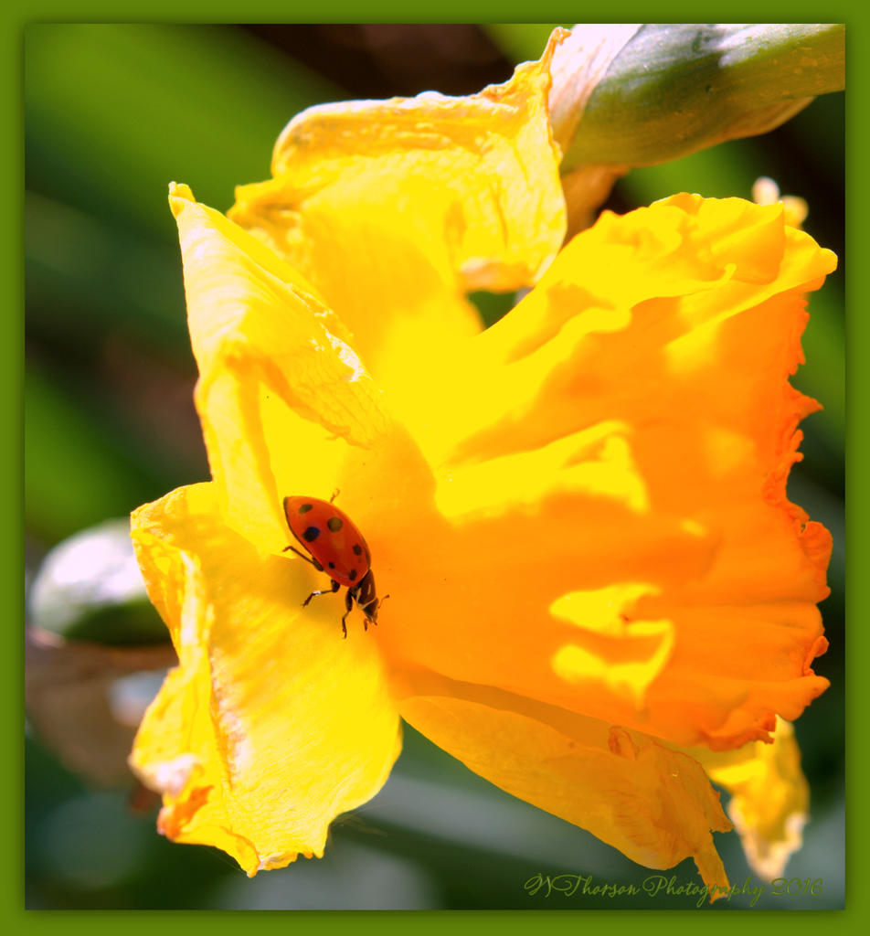 Lady Bug on a Daffodil  4-19-2016.jpg