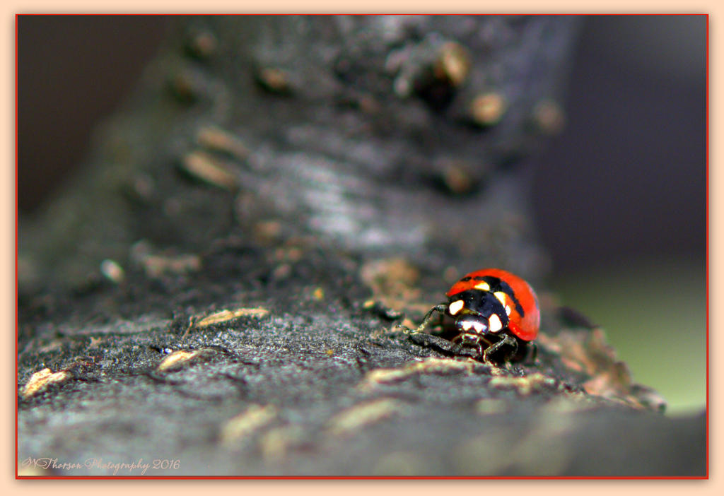 Lady Bug on a Tree 4-22-2016.jpg