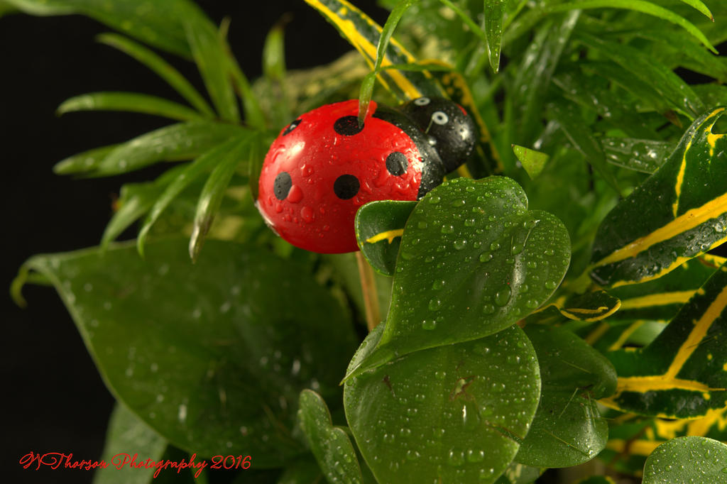 Lady Bug Planter 11-9-2016.jpg