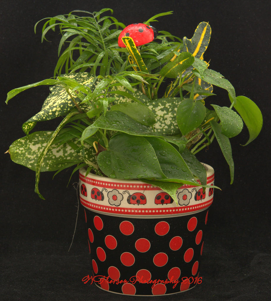 Lady Bug Planter #2 11-9-2016.jpg