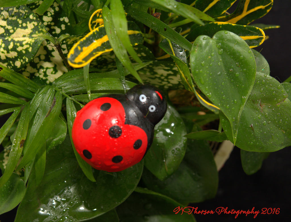Lady Bug Planter #5 11-9-2016.jpg