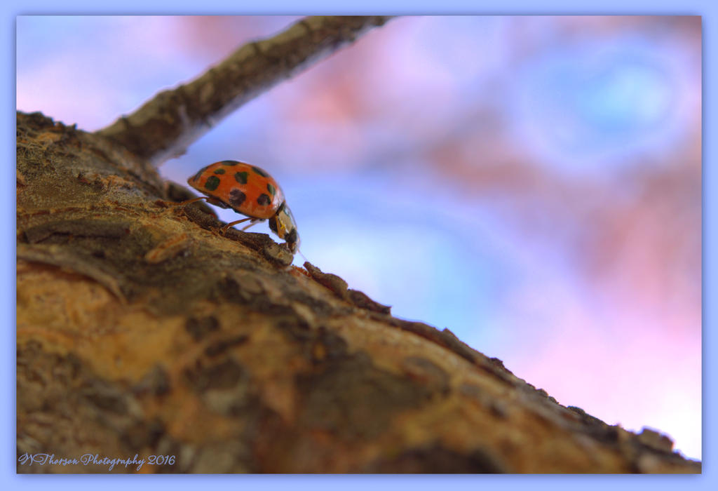 Lady Bug with Blue and Pink Bokah  4-19-2016.jpg