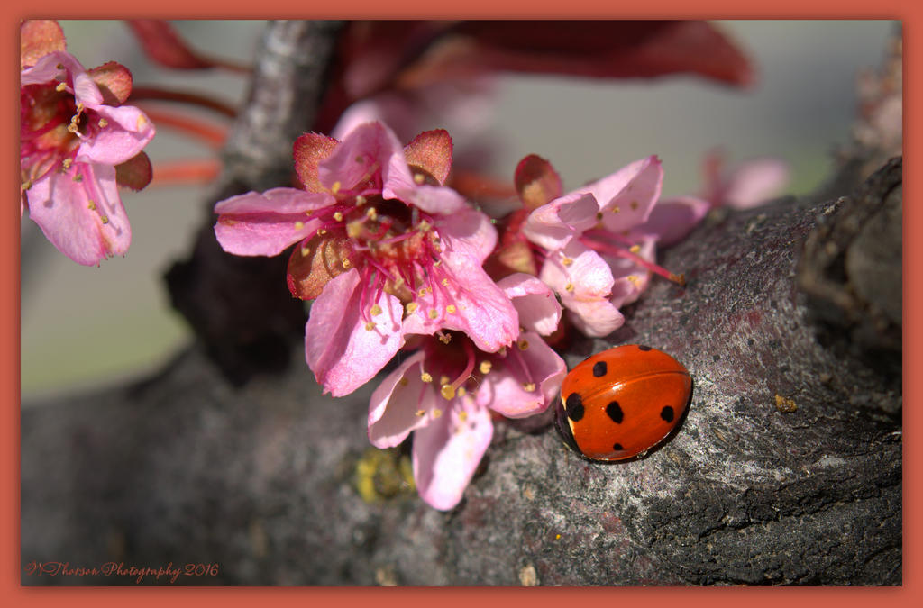 Lady Bug with Flowering Plum Blossoms  4-19-2016.jpg