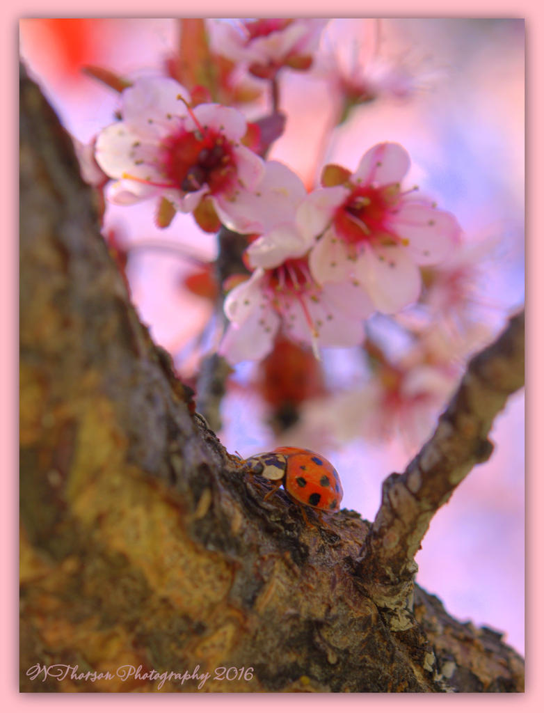 Lady Bug with Pink Blossoms  4-19-2016.jpg