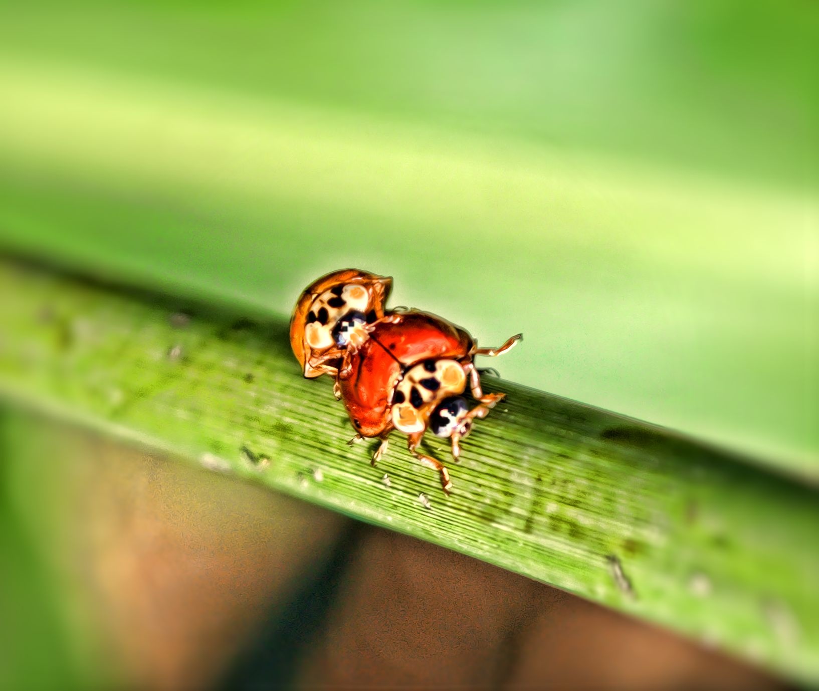 Lady bugs.jpg