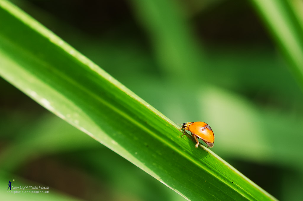 ladybug-1.jpg