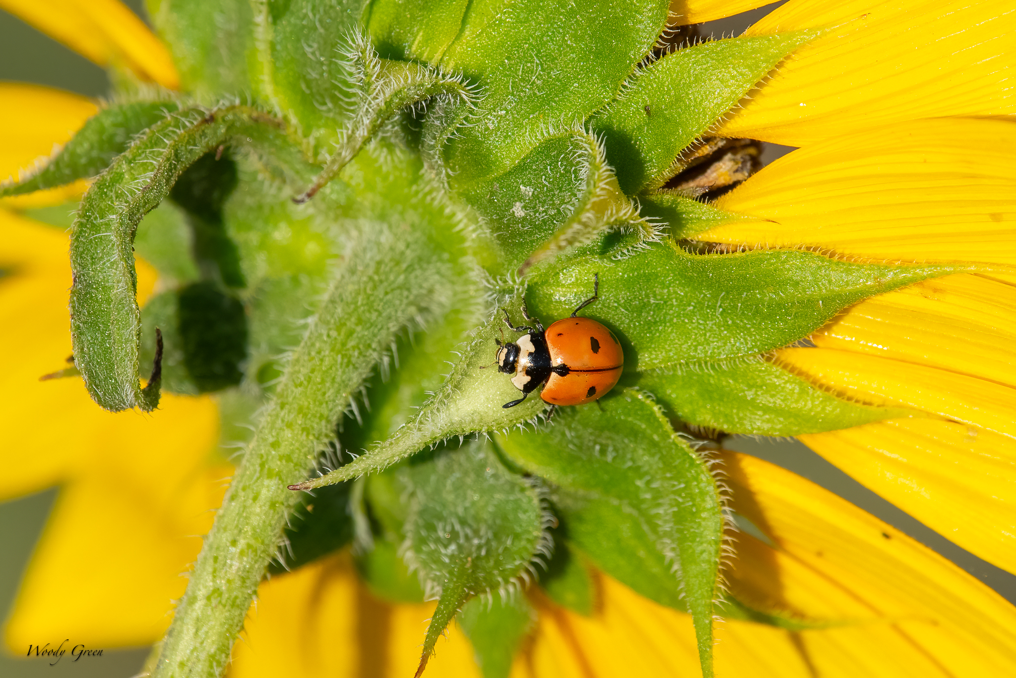 Ladybug-40.jpg
