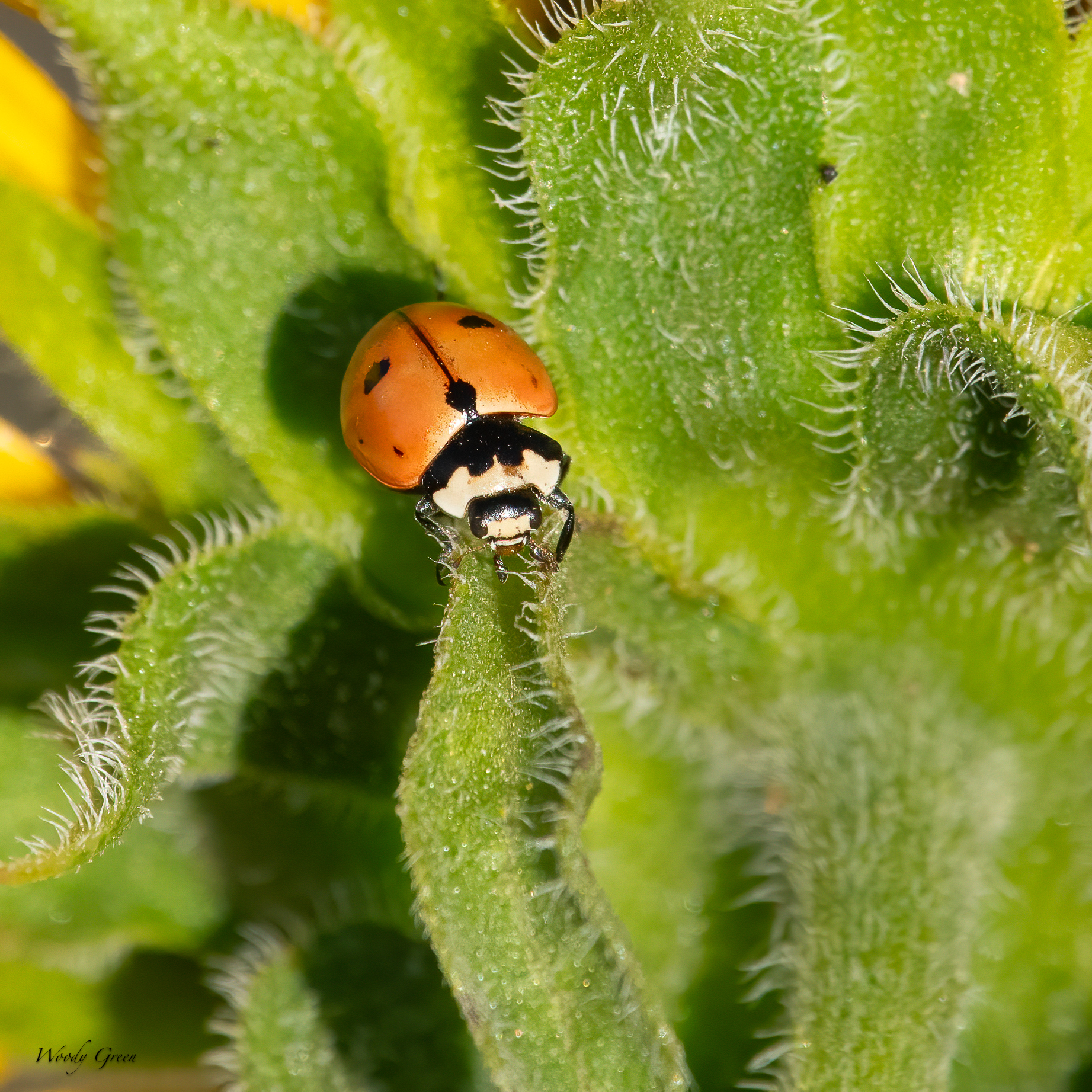 Ladybug-41.jpg