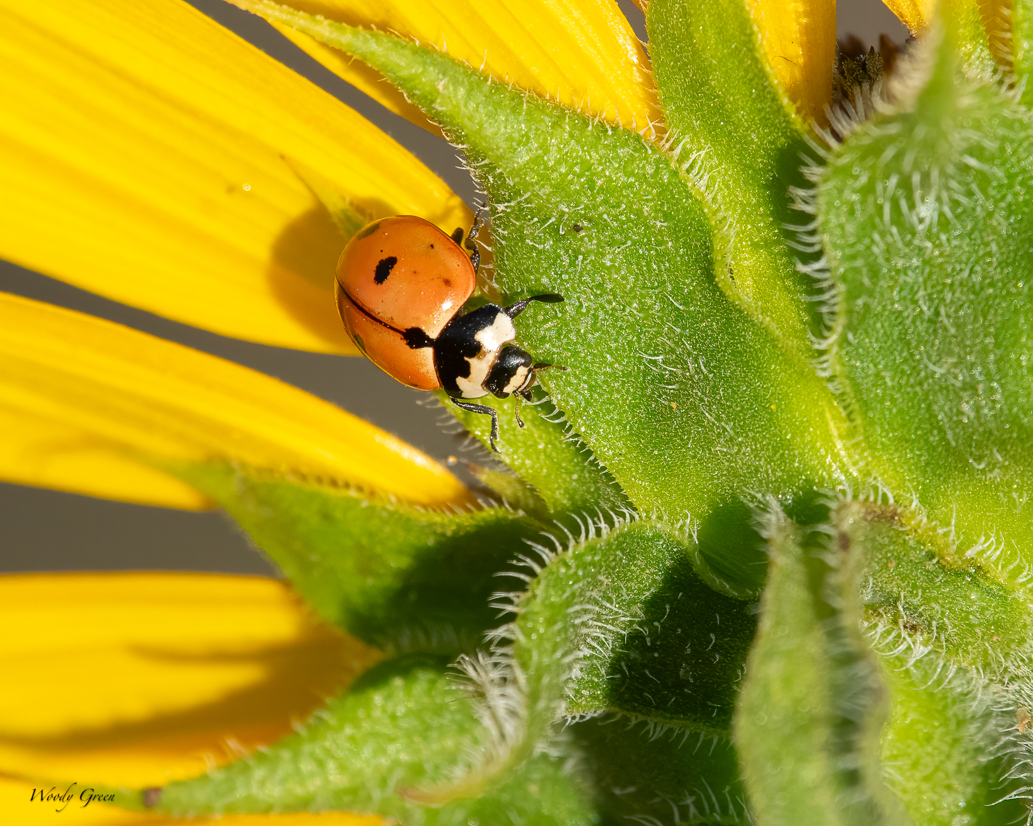 Ladybug-42.jpg